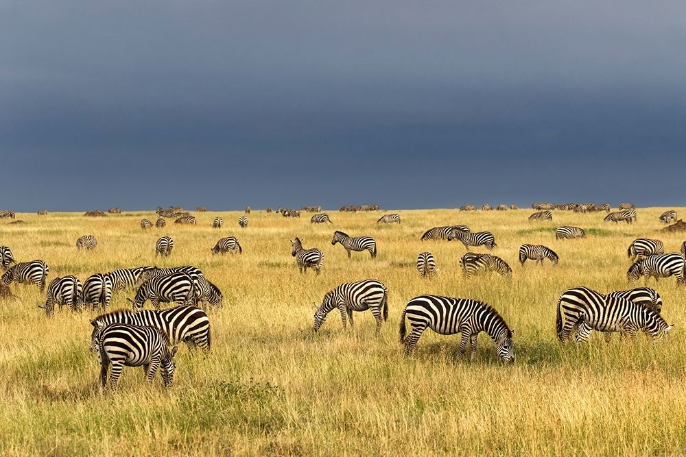 Burchells Zebra-Equus burchellii-Serengeti National Park-Tanzania-Africa